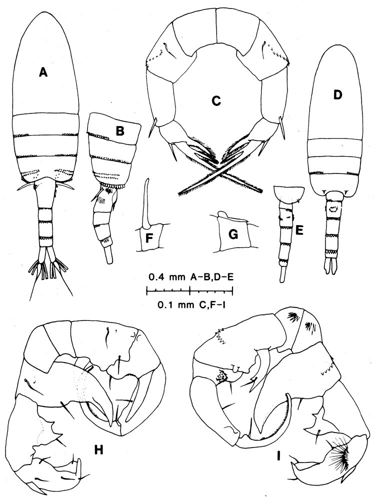 Species Pseudodiaptomus annandalei - Plate 3 of morphological figures