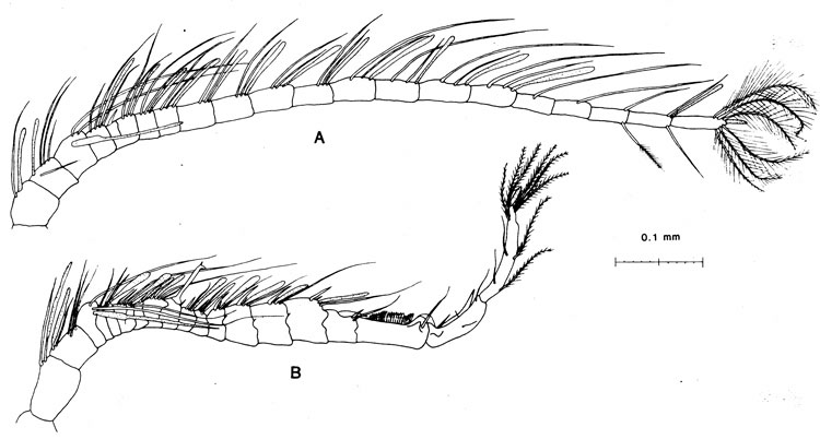 Species Pseudodiaptomus aurivilli - Plate 3 of morphological figures