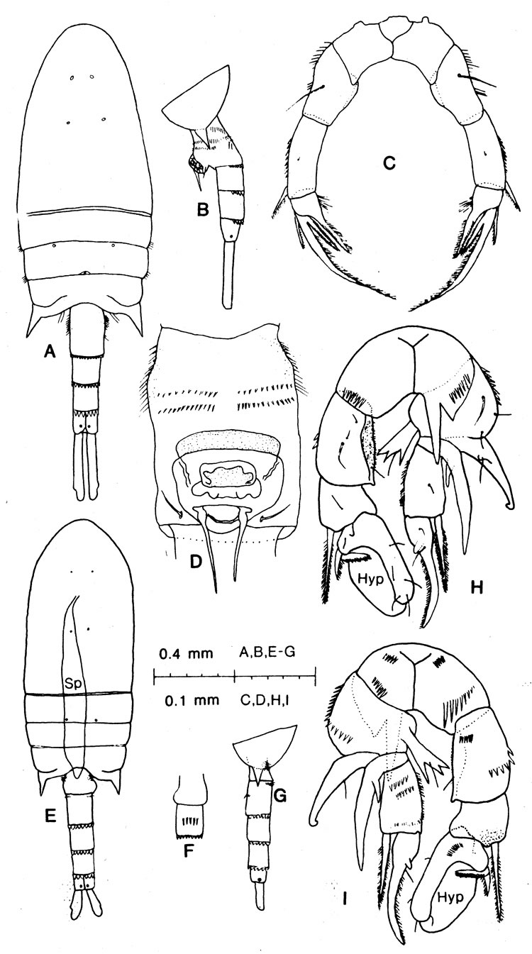 Species Pseudodiaptomus aurivilli - Plate 2 of morphological figures
