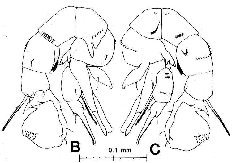 Species Pseudodiaptomus compactus - Plate 1 of morphological figures