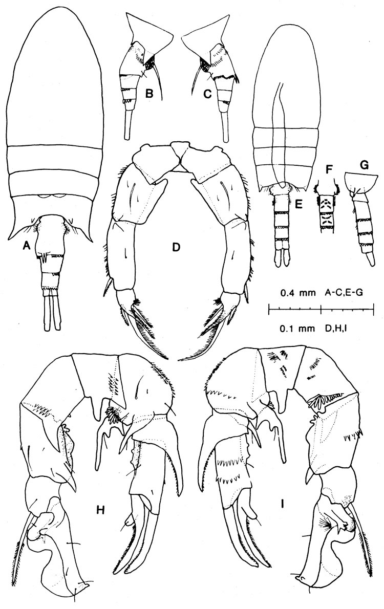 Species Pseudodiaptomus trihamatus - Plate 5 of morphological figures