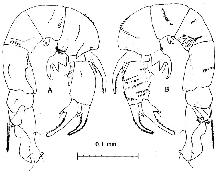 Species Pseudodiaptomus sewelli - Plate 1 of morphological figures