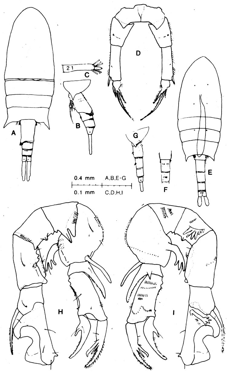 Espce Pseudodiaptomus bispinosus - Planche 1 de figures morphologiques