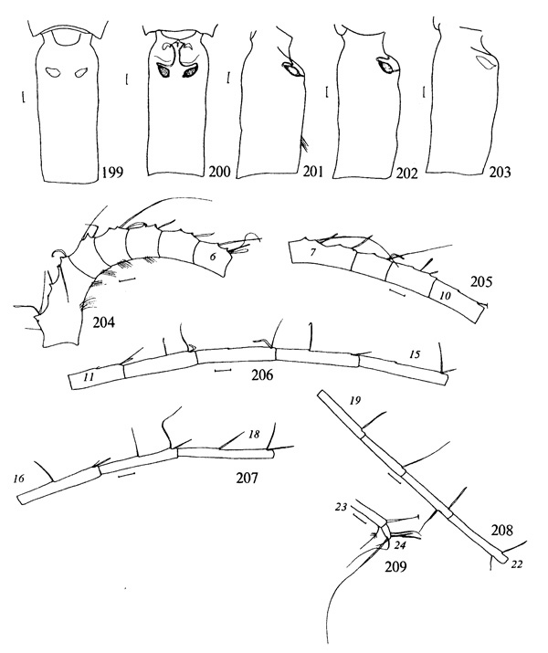Espce Metridia ornata - Planche 3 de figures morphologiques