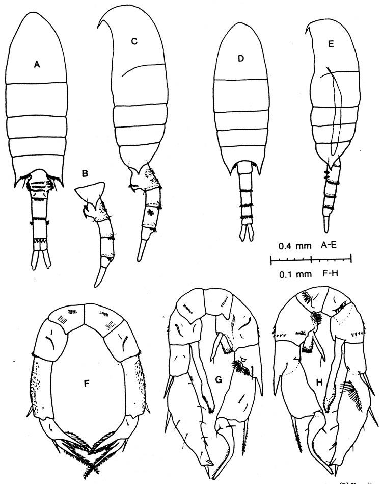 Espèce Pseudodiaptomus arabicus - Planche 2 de figures morphologiques