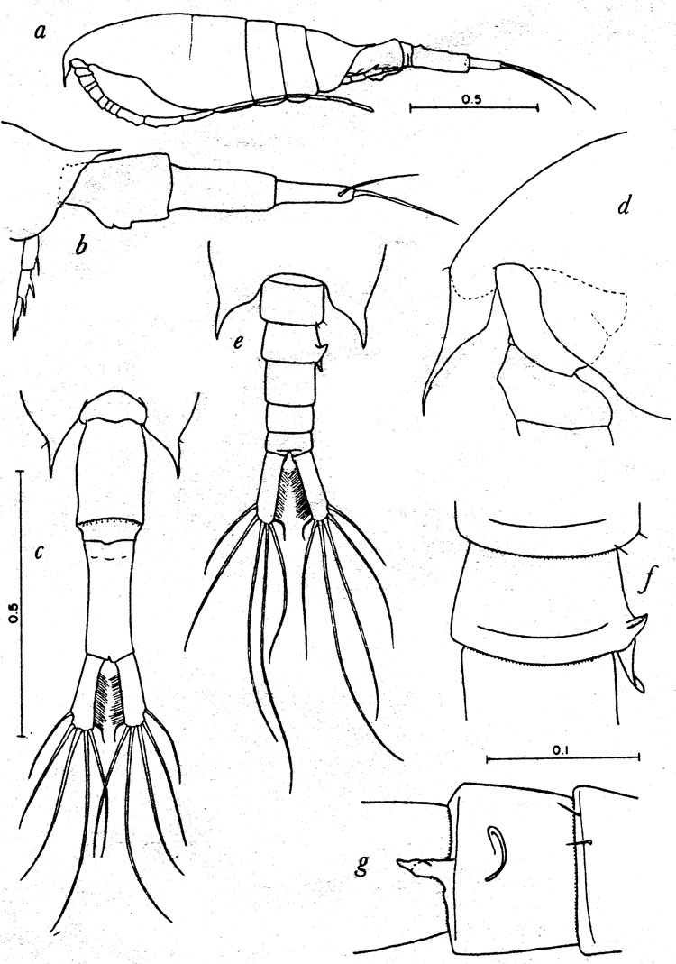 Species Calanopia biloba - Plate 1 of morphological figures