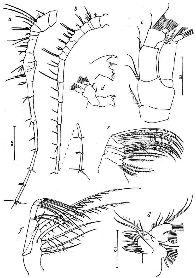 Espce Calanopia biloba - Planche 2 de figures morphologiques