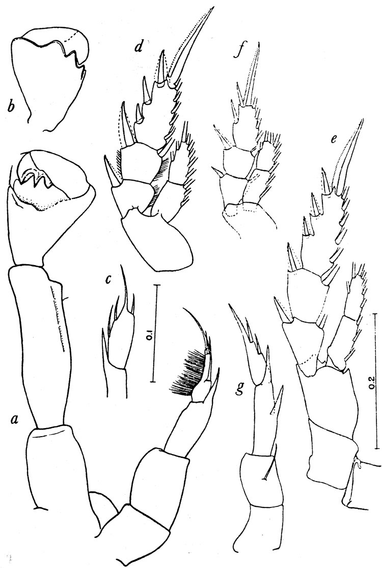 Espce Calanopia biloba - Planche 3 de figures morphologiques