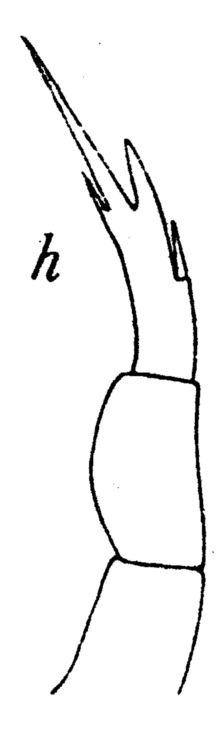 Espce Calanopia americana - Planche 2 de figures morphologiques