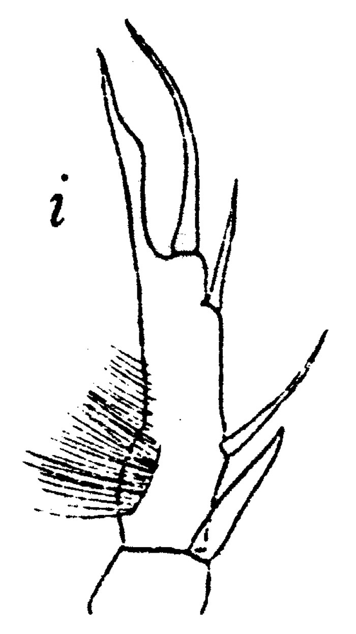 Espce Calanopia elliptica - Planche 5 de figures morphologiques