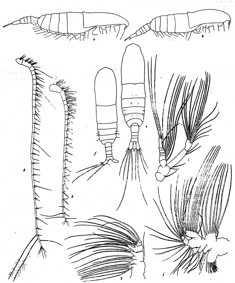 Espce Mesocalanus lighti - Planche 1 de figures morphologiques