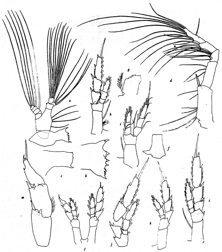 Species Mesocalanus lighti - Plate 2 of morphological figures