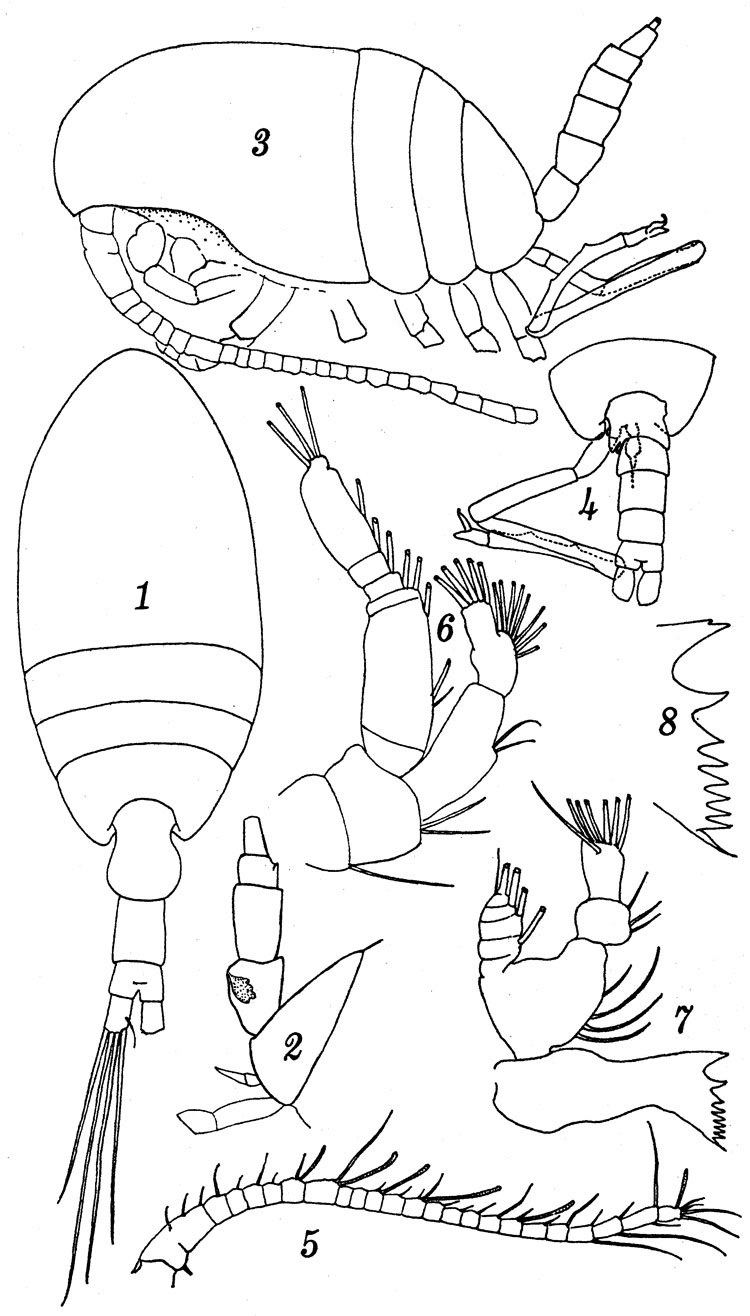 Espèce Miostephos cubrobex - Planche 1 de figures morphologiques