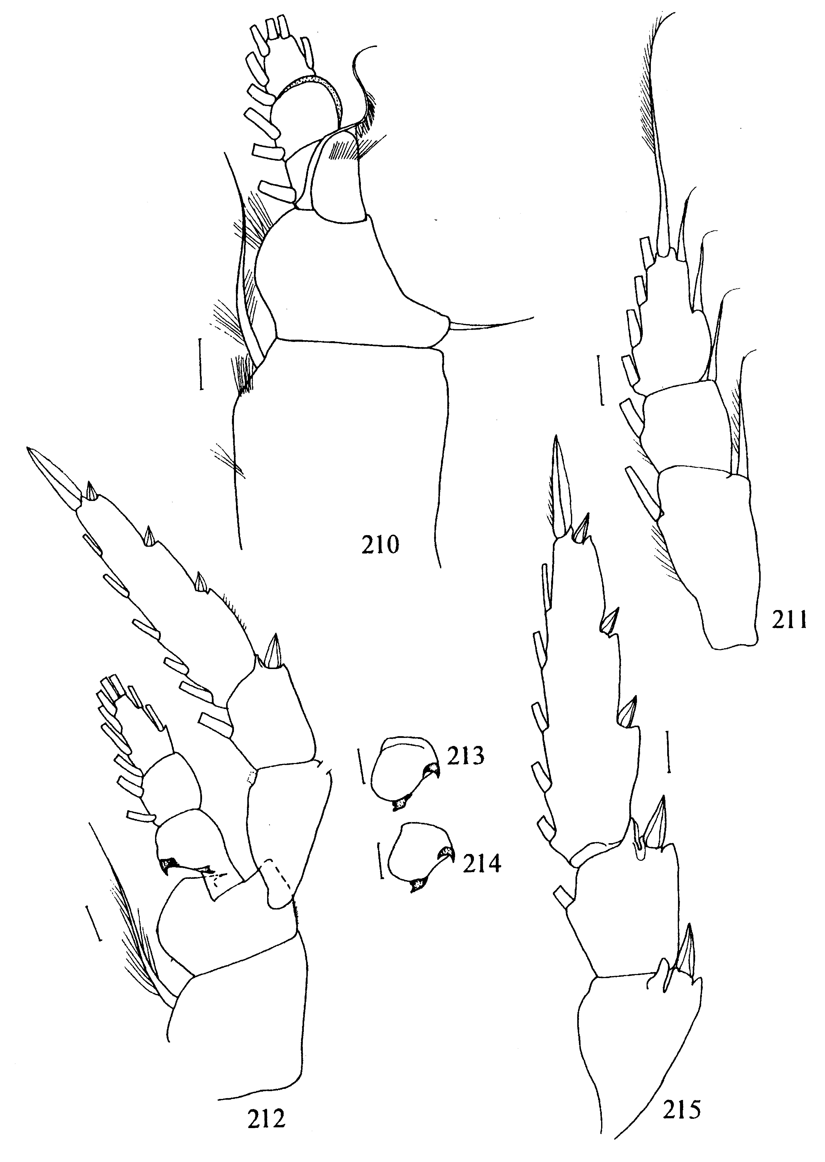 Species Metridia ornata - Plate 5 of morphological figures