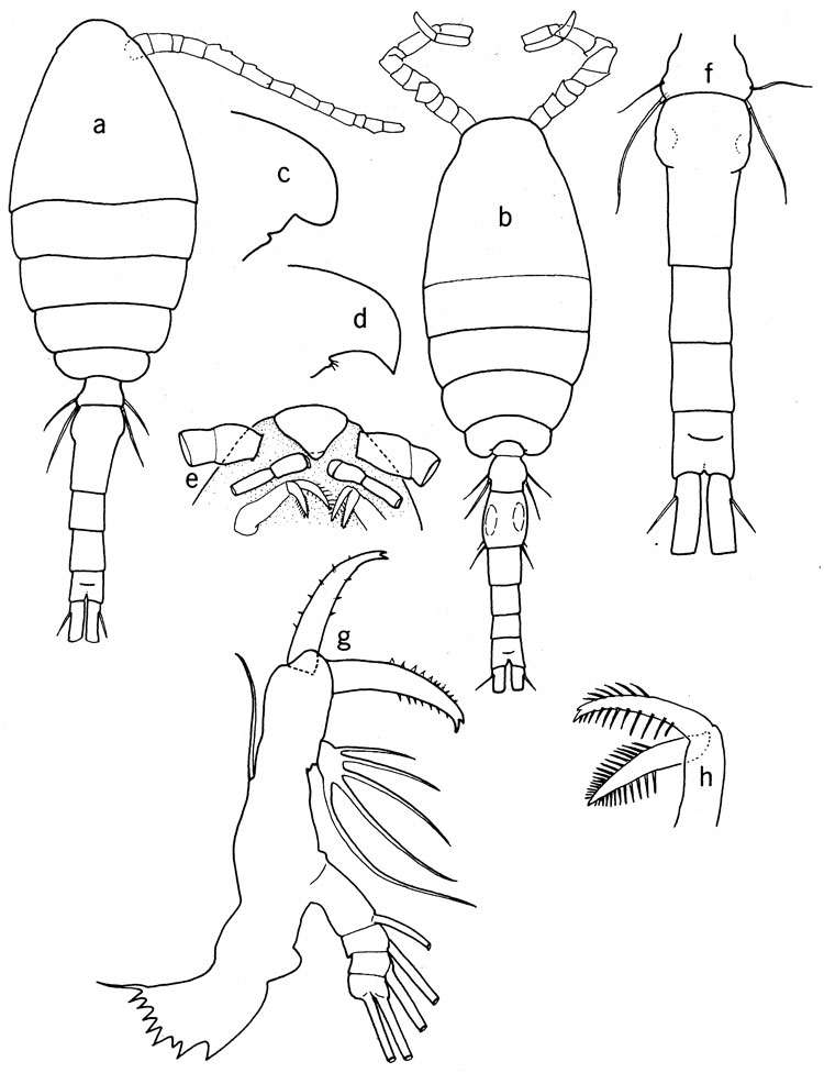 Species Oithona colcarva - Plate 1 of morphological figures