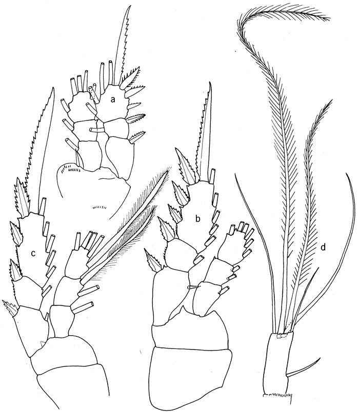 Espce Oithona colcarva - Planche 2 de figures morphologiques