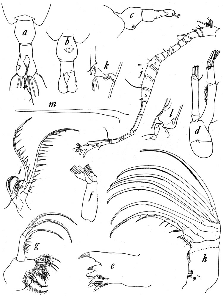 Espèce Tortanus (Atortus) scaphus - Planche 1 de figures morphologiques