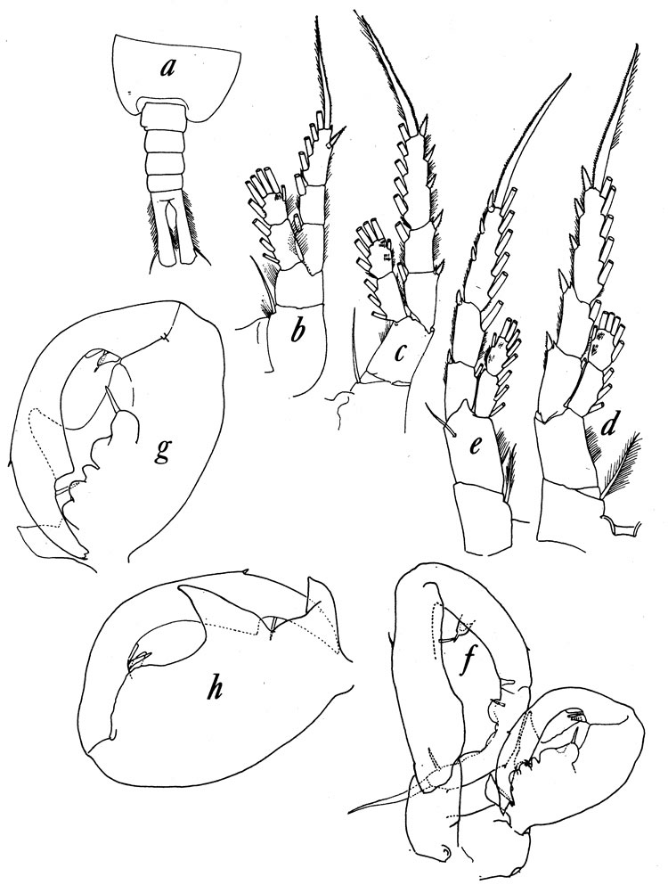 Species Tortanus (Atortus) scaphus - Plate 2 of morphological figures