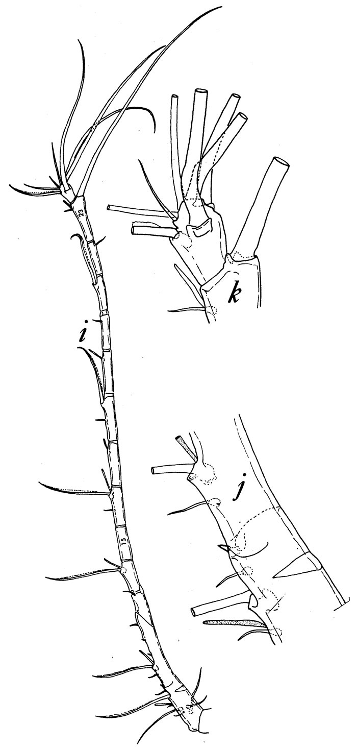 Espce Tortanus (Atortus) lophus - Planche 1 de figures morphologiques