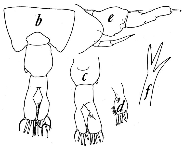 Espèce Tortanus (Atortus) murrayi - Planche 2 de figures morphologiques