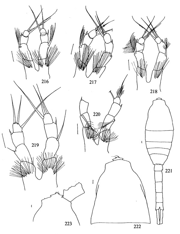 Species Metridia ornata - Plate 6 of morphological figures