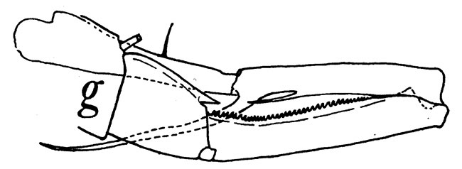 Espèce Tortanus (Atortus) murrayi - Planche 3 de figures morphologiques
