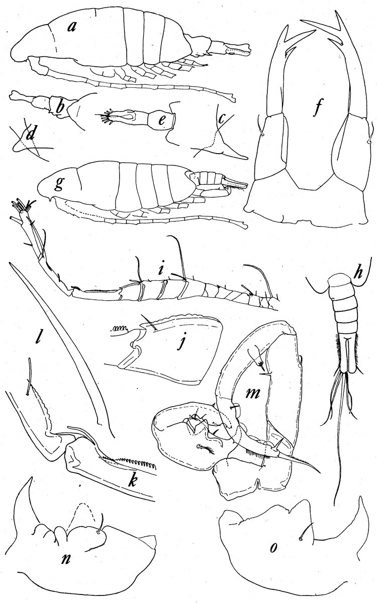 Espce Tortanus (Atortus) lophus - Planche 2 de figures morphologiques
