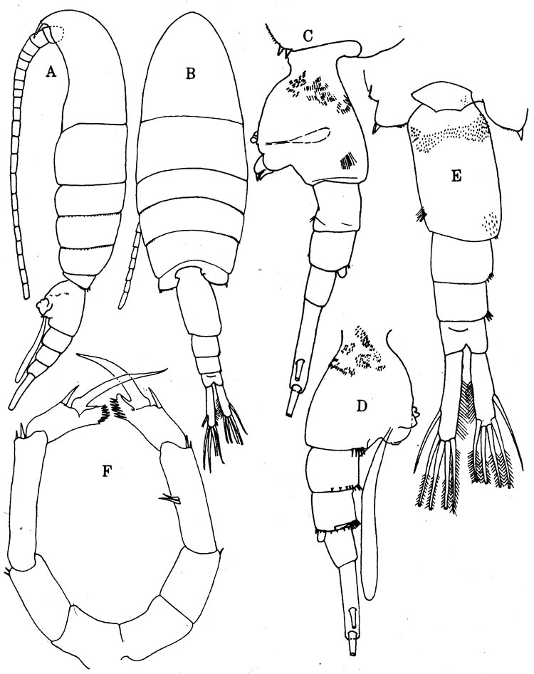 Species Pseudodiaptomus acutus - Plate 3 of morphological figures