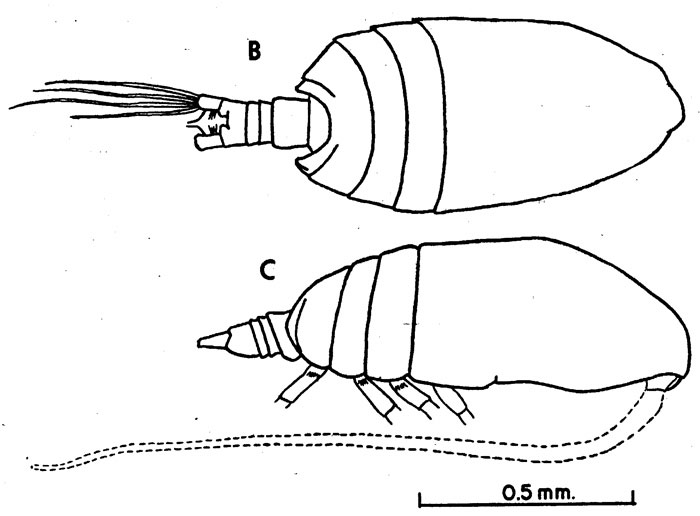 Espce Acrocalanus andersoni - Planche 3 de figures morphologiques