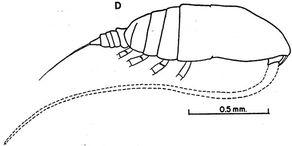 Espèce Acrocalanus longicornis - Planche 6 de figures morphologiques