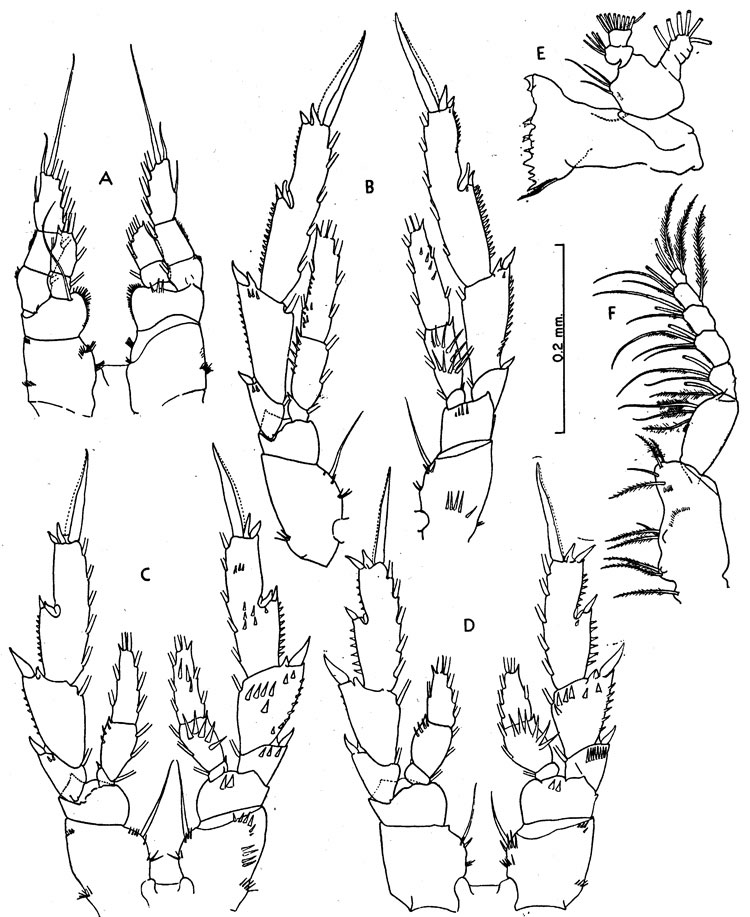 Espce Acrocalanus andersoni - Planche 5 de figures morphologiques