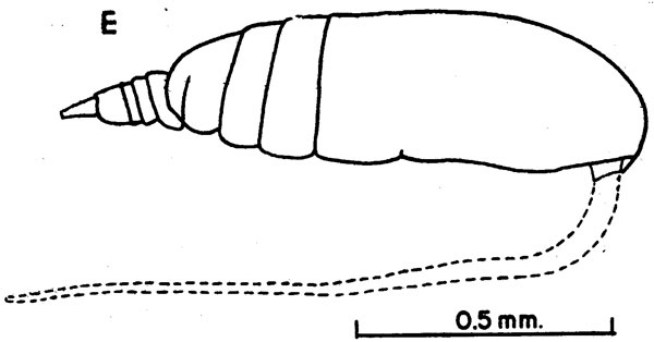 Species Acrocalanus gracilis - Plate 3 of morphological figures