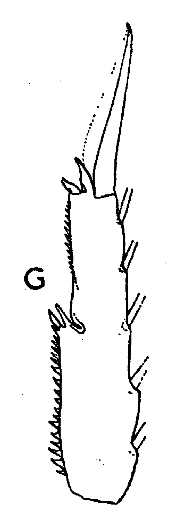 Espèce Acrocalanus longicornis - Planche 7 de figures morphologiques