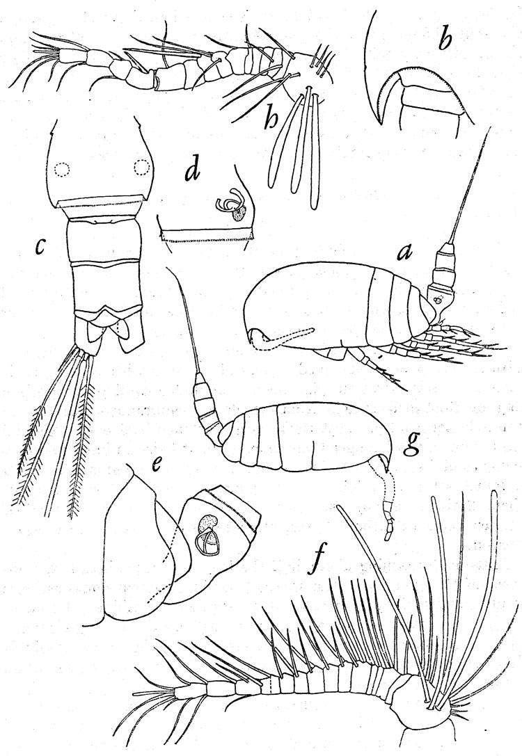 Species Pseudocyclops cokeri - Plate 1 of morphological figures