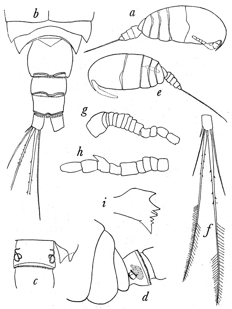 Species Pseudocyclops paulus - Plate 1 of morphological figures