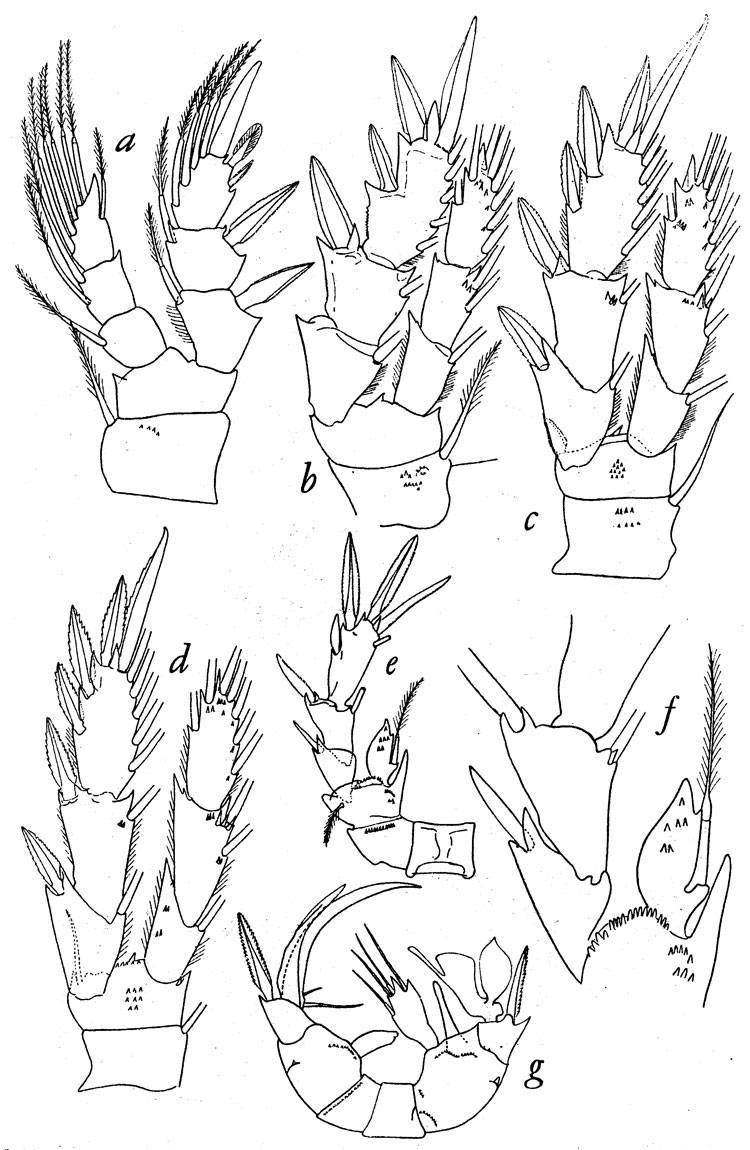 Espce Pseudocyclops rostratus - Planche 3 de figures morphologiques