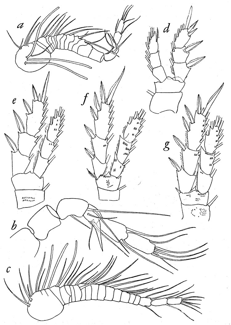 Species Pseudocyclops rubrocinctus - Plate 2 of morphological figures