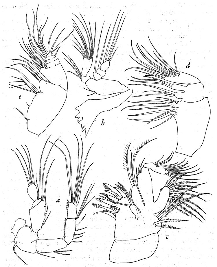 Species Pseudocyclops rubrocinctus - Plate 3 of morphological figures