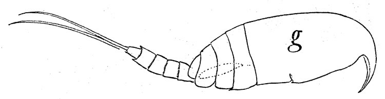 Species Pseudocyclops rostratus - Plate 4 of morphological figures