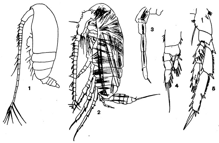 Species Acrocalanus gracilis - Plate 4 of morphological figures