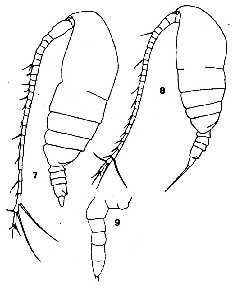 Species Acrocalanus gibber - Plate 5 of morphological figures