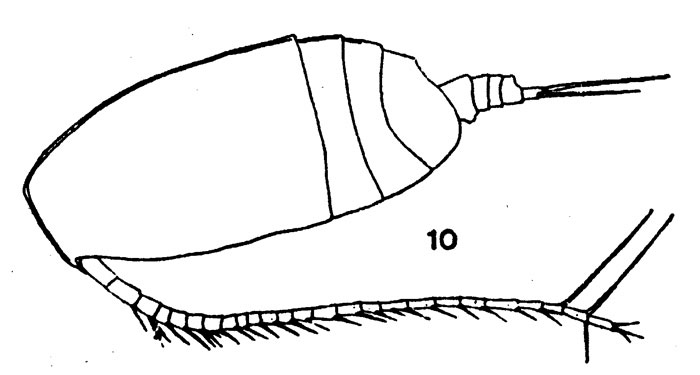 Espce Acrocalanus monachus - Planche 3 de figures morphologiques