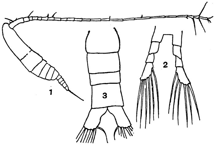 Espce Mecynocera clausi - Planche 8 de figures morphologiques