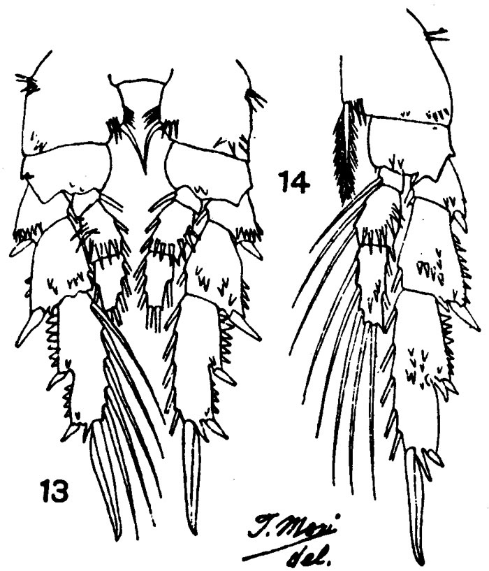 Species Acrocalanus monachus - Plate 4 of morphological figures