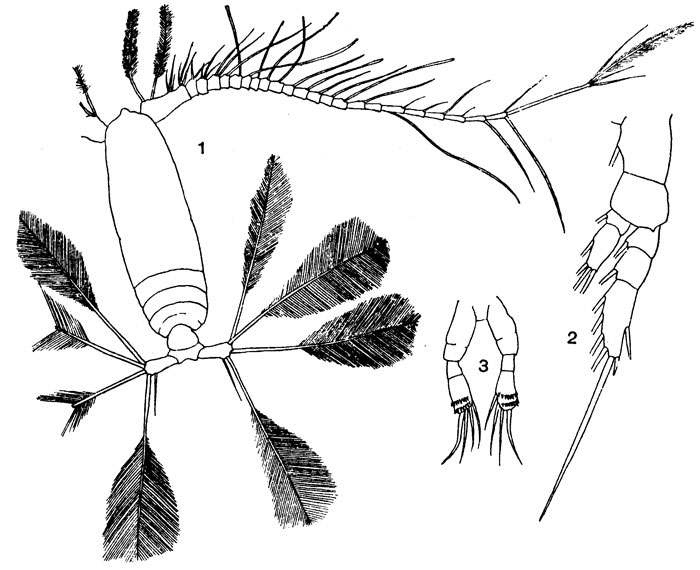 Espce Calocalanus pavo - Planche 6 de figures morphologiques