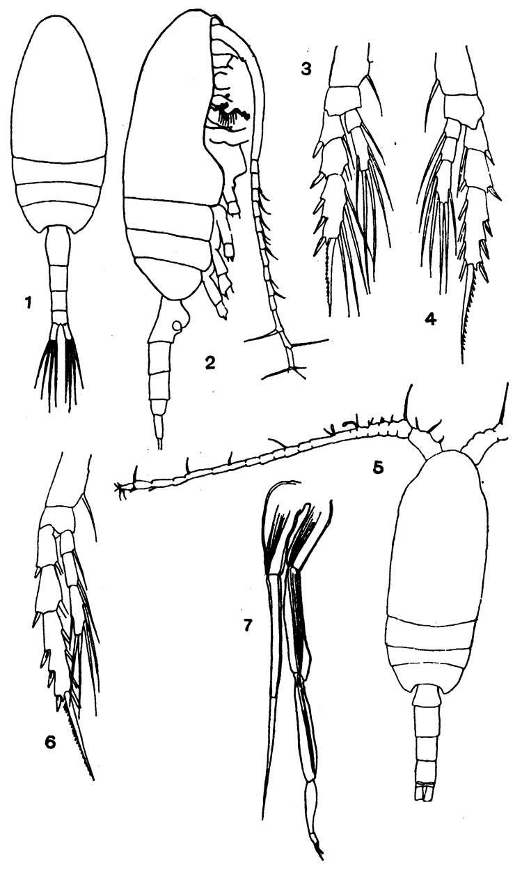 Espce Pseudocalanus newmani - Planche 2 de figures morphologiques