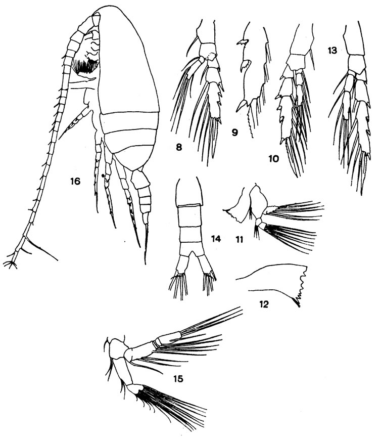 Espèce Ctenocalanus vanus - Planche 5 de figures morphologiques