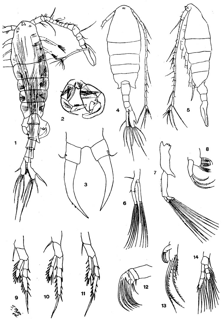Espce Tortanus (Boreotortanus) discaudatus - Planche 5 de figures morphologiques