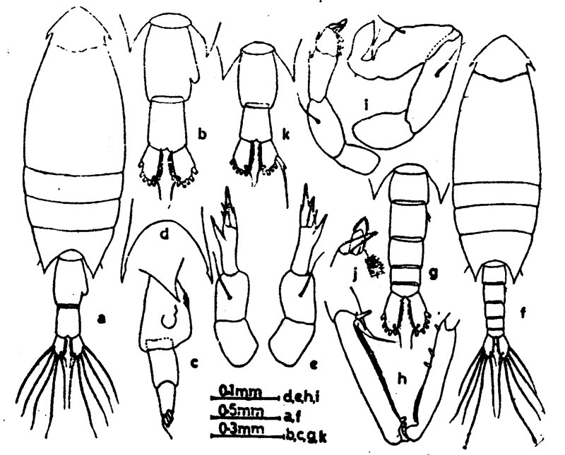 Espèce Calanopia seymouri - Planche 1 de figures morphologiques