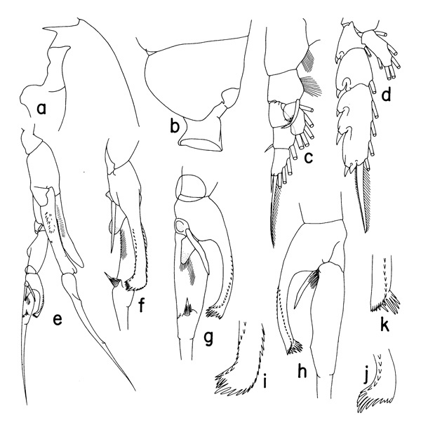 Espce Euchaeta concinna - Planche 2 de figures morphologiques